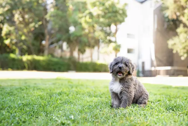 Cute fluffy Puppy sitting in the grass at the park