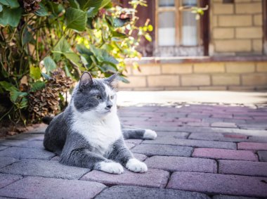 Gray and White Cat laying in the back patio garden