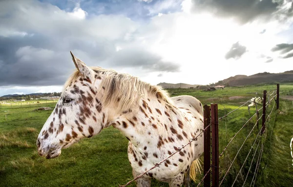 Spotted white horse in the field of grass with a pretty 