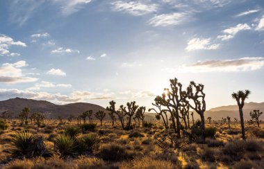 Joshua Tree Ulusal Parkı 'ndaki çöl manzarası