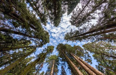 shot of the sky through the trees of sequoia national park clipart