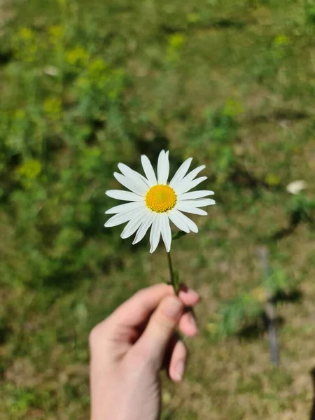 Daisy in hand, give me a flower, flower in hand, natural gift, flowering, in nature, blurred background, greenery, beautiful nature, in nature, natural photography, flower