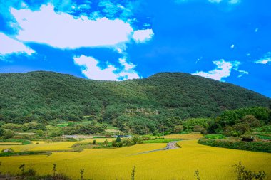 Sarı çeltik tarlası, mavi gökyüzü ve dağ manzaralı bir köy.