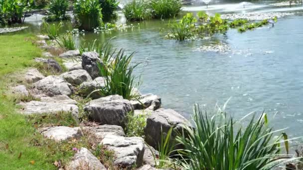 Водний Ставок Ботанічному Саду Камінцями Вимощеними Березі — стокове відео