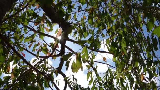Güneşli Bir Günde Ağaçtan Süzülen Güneş Işınları — Stok video
