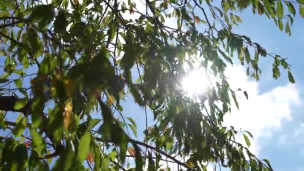 Güneşli Bir Günde Ağaçtan Süzülen Güneş Işınları — Stok video