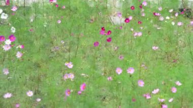 Açık ve koyu pembe kozmos çiçekleri güneşli bir günde botanik bahçesinde rüzgarda hareket eder.