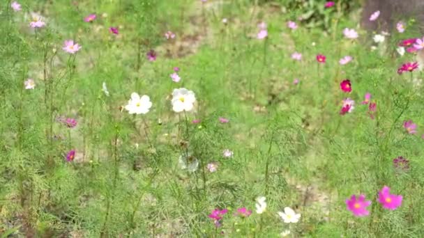明るい晴れた日の植物園で風の中で動く光と濃いピンクの宇宙の花 — ストック動画