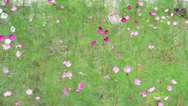 Flores Color Rosa Claro Oscuro Cosmos Que Mueven Viento Jardín — Vídeo de stock