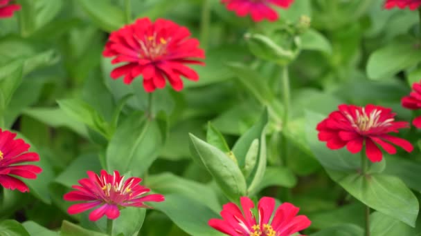Coloridas Flores Xenia Mueven Viento Jardín Botánico Día Soleado Brillante — Vídeos de Stock