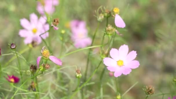 Flores Color Rosa Claro Oscuro Cosmos Que Mueven Viento Jardín — Vídeos de Stock