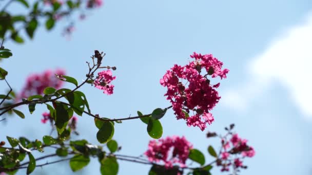 Różowy Kolor Kwiaty Ruchome Błyszczące Ogrodzie Botanicznym Niebieskim Niebem Białymi — Wideo stockowe