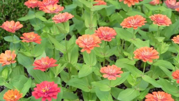 Πολύχρωμα Λουλούδια Xenia Κινούνται Στον Άνεμο Ένα Βοτανικό Κήπο Μια — Αρχείο Βίντεο