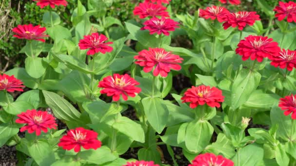 Coloridas Flores Xenia Mueven Viento Jardín Botánico Día Soleado Brillante — Vídeos de Stock