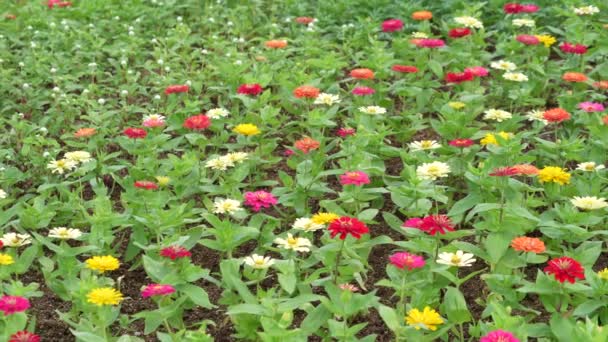 Farbenfrohe Xenia Blüten Bewegen Sich Einem Sonnigen Tag Einem Botanischen — Stockvideo