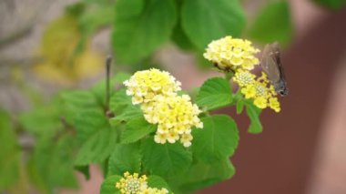 Botanik bahçesindeki sarı lantana çiçeğinden bal alan bir kelebek.