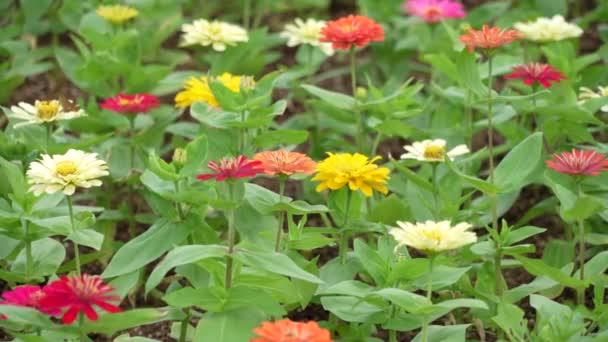 艳阳天 色彩艳丽的花在一个植物园的风中飘扬 — 图库视频影像
