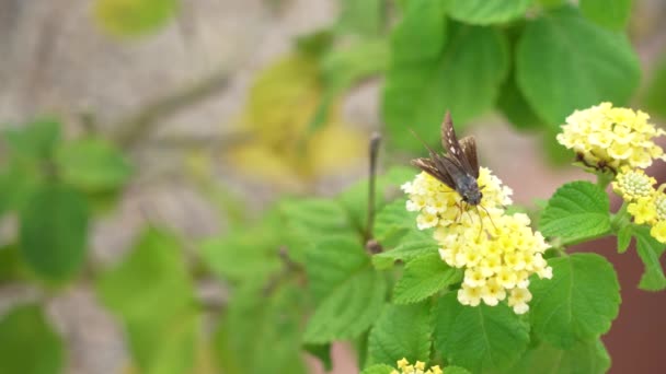 Motyl Biorący Miód Żółtego Lantana Kwiatu Ogrodzie Botanicznym — Wideo stockowe