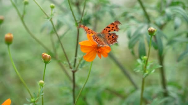 Pomarańczowy Kolorowy Motyl Biorący Miód Pomarańczowego Koloru Cosmos Kwiat Ogrodzie — Wideo stockowe