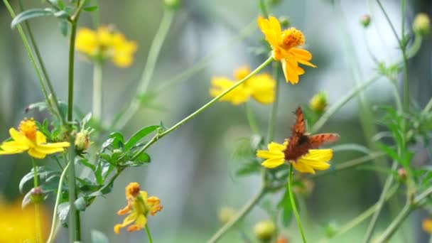 Pomarańczowy Kolorowy Motyl Biorący Miód Żółtego Koloru Cosmos Kwiat Ogrodzie — Wideo stockowe