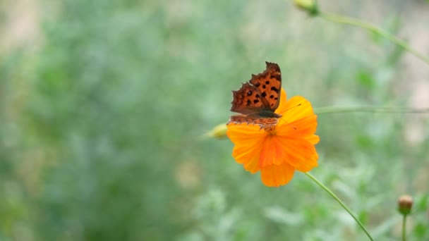 Una Mariposa Color Naranja Tomando Miel Del Color Naranja Flor — Vídeos de Stock
