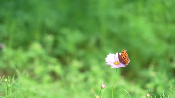 美しい茶色の蝶が庭にピンクの花を形成する蜂蜜を取っています — ストック動画