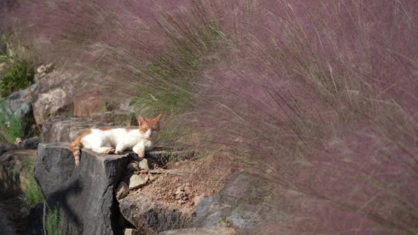 Красивая Кошка Отдыхает Серебряными Травяными Растениями Цветами Сияющими Движущимися Ярком — стоковое видео