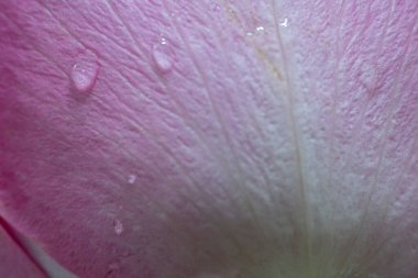 Güzel pembe gül çiçekli makro