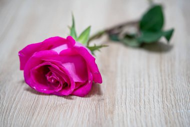 Güzel pembe gül çiçekli makro