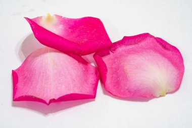 Güzel pembe gül çiçekli makro
