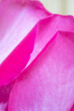 Güzel pembe gül çiçekli makro