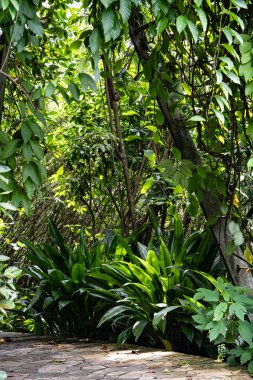 Botanik bahçesi manzarası Bitkiler ve ağaçlarla Singapur