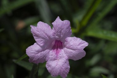 Ruellia Tuberosa or Minnieroot stock photo macro pink or purple color flower macro clipart