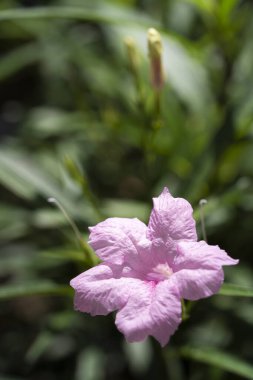 Ruellia Tuberosa veya Minnieroot stok fotoğraf makrosu pembe veya mor renk çiçek makrosu