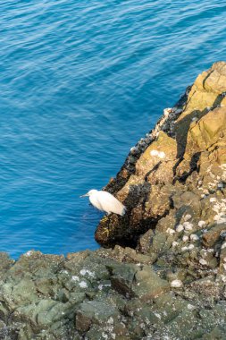 Beyaz bir kuş iç kısımdaki kayanın üzerinde deniz suyuyla oturuyor.