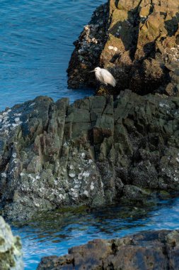 Beyaz bir kuş iç kısımdaki kayanın üzerinde deniz suyuyla oturuyor.