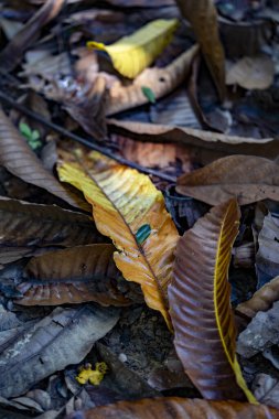 Kirli, kahverengimsi, eski yapraklar. Yerde çamur var.