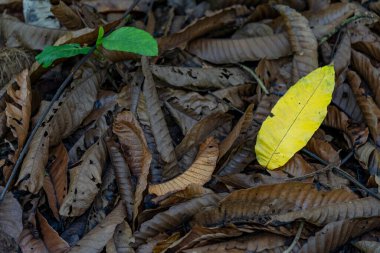 Kirli, kahverengimsi, eski yapraklar. Yerde çamur var.
