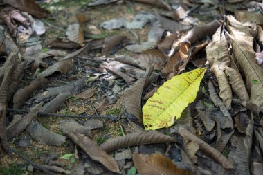 Kirli, kahverengimsi, eski yapraklar. Yerde çamur var.
