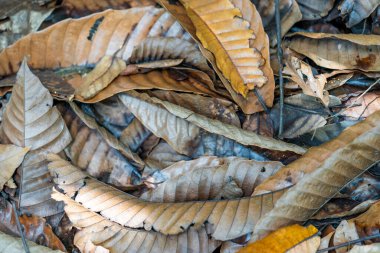 Kirli, kahverengimsi, eski yapraklar. Yerde çamur var.