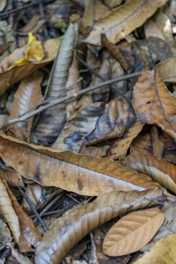 Kirli, kahverengimsi, eski yapraklar. Yerde çamur var.