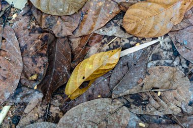 Kirli, kahverengimsi, eski yapraklar. Yerde çamur var.