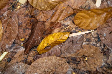 Kirli, kahverengimsi, eski yapraklar. Yerde çamur var.