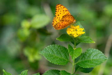 High Brown Fritillary (upperwing) beautiful butterfly with yellow lantana flower in a garden clipart