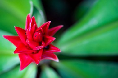 Güzelim kızıl kızıl çiçek bir bahçede