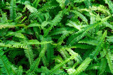 Arkaplan manzaralı görkemli yapraklar