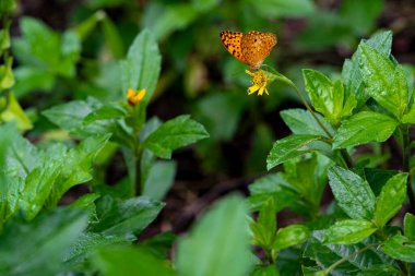 Siyah noktalı Yüksek Kahverengi Fritiller Bitki bahçesinde sarı çiçekli güzel kelebek