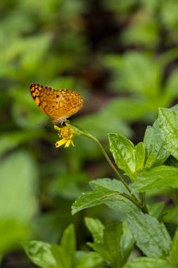 Siyah noktalı Yüksek Kahverengi Fritiller Bitki bahçesinde sarı çiçekli güzel kelebek