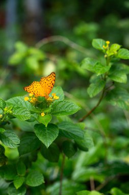 Siyah noktalı Yüksek Kahverengi Fritiller Bitki bahçesinde sarı lantana çiçekli güzel kelebek