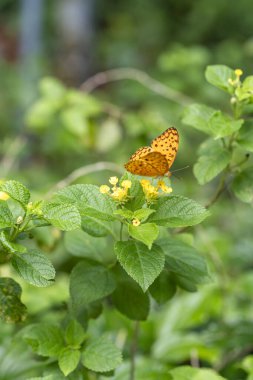 black dotted High Brown Fritillary  upperwing beautiful butterfly with yellow lantana flower in plant garden plant clipart